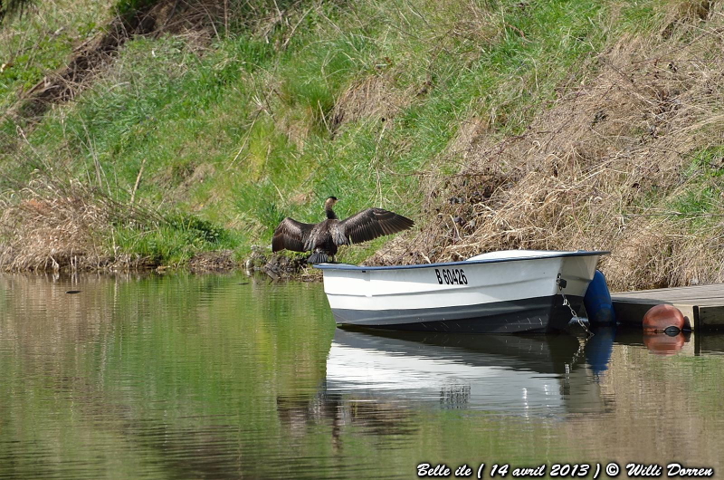 Héron & Cormoran A BELLE ILE ( liege ) 14 avril 2013. Dpp_-heron--0013-3d74a39