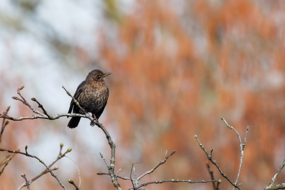 Quelques oiseaux du w-end _1180758-3ca9fc4