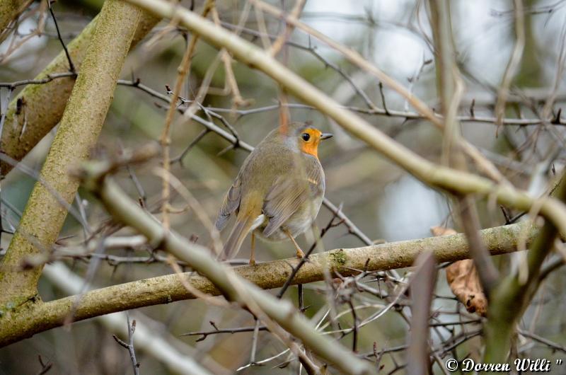 Rouge gorge dans mon jardin le 14 déc 2012 Dpp_-oiseaux---0009-3a5e952