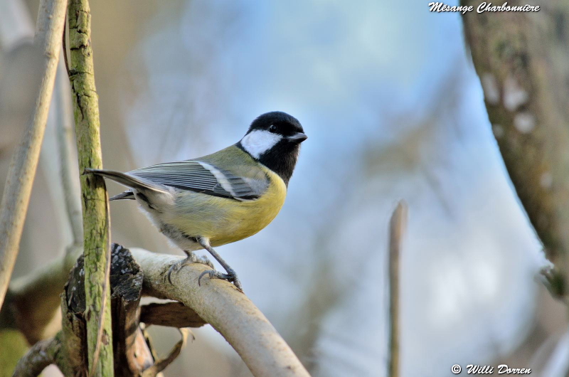 les èspèces d'oiseaux que j'ai eux cet hiver 2012-2013 Dpp_-oiseaux-2---0006-3d360dd