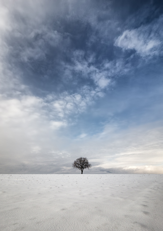 L'arbre aux 1000 corbeaux _1170232-3b68358