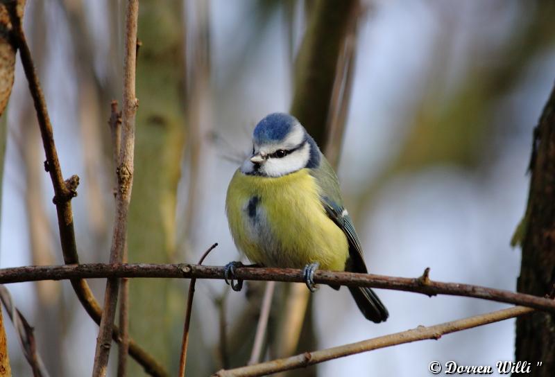 quelques belles de mésanges bleue Dpp_-m-sange---0022-3a98f00