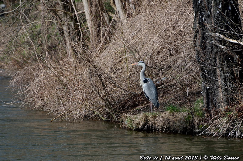 Héron & Cormoran A BELLE ILE ( liege ) 14 avril 2013. Dpp_-heron--0001-3d749a5