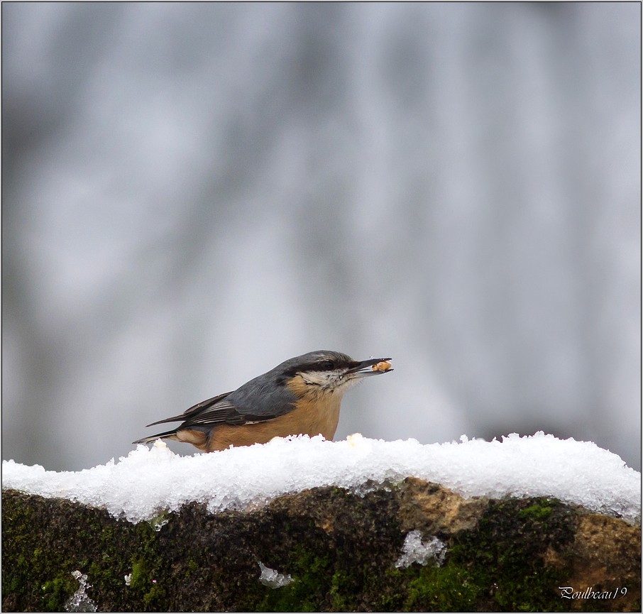 Mésange et autres Zozios dans la neige ... ( GH2 ) + ajouts Pb_1103-3b23eed