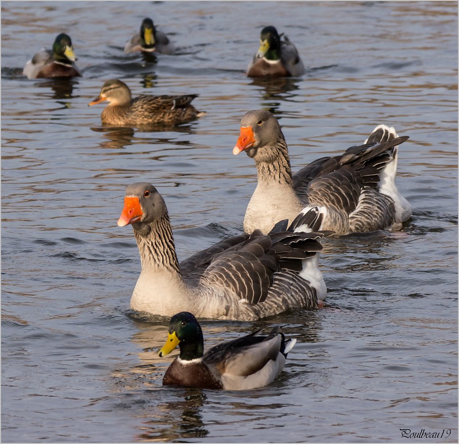 Fais m'oies cygne ... ( GH2 )  Pb_1022-3a5909c