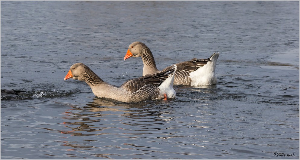 Fais m'oies cygne ... ( GH2 )  Pb_1021-3a59071