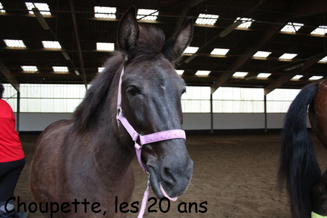 8 ans d'équitation..♥ - Page 7 Img_6848-copie-3e26c21