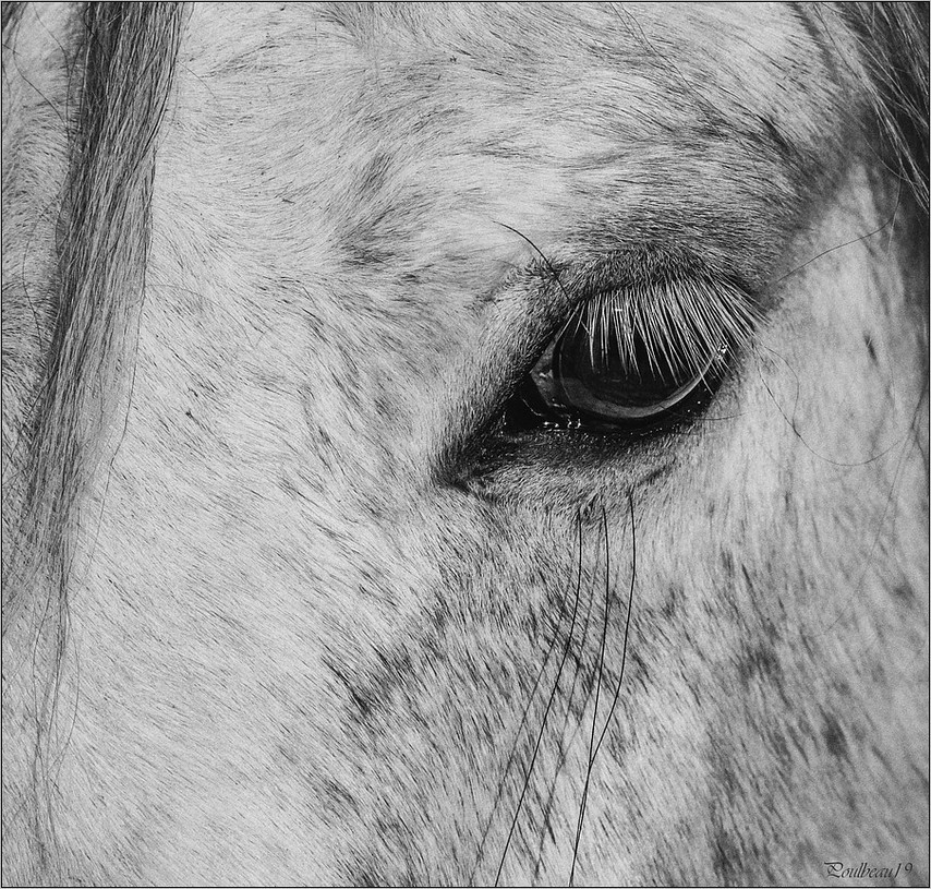 Le Regard ... + Ajout en B&W. Pb_625.1-42cb8b2