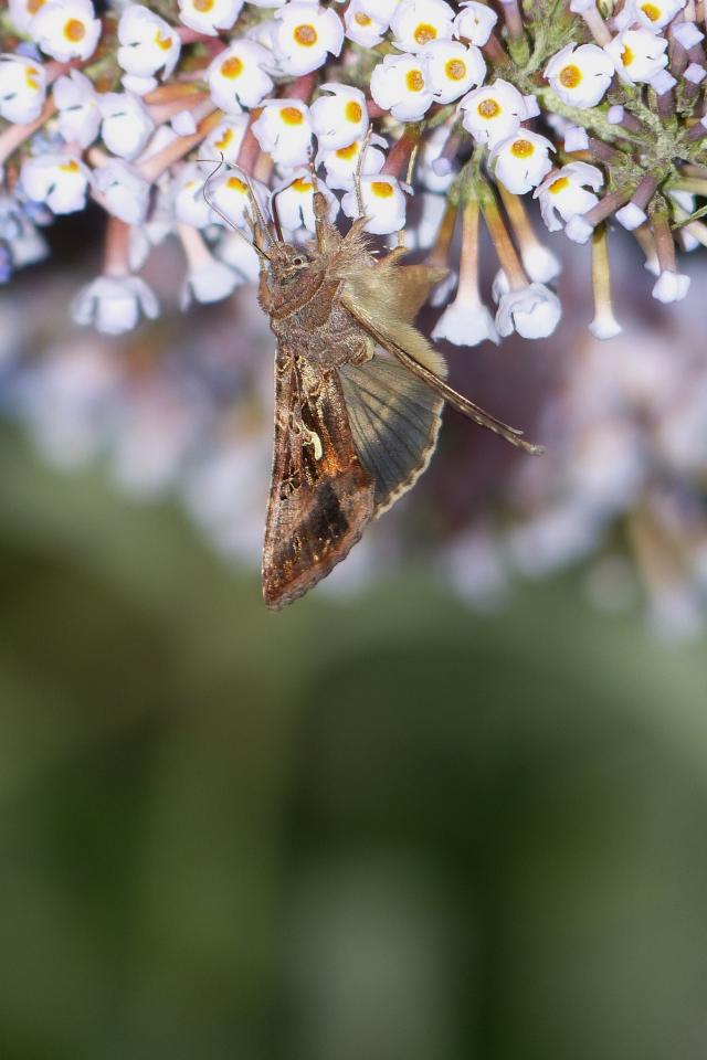 Papillons P1010567bis-400045c