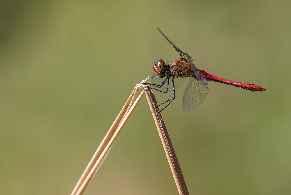 Petite rouge _1300512-3fcec45