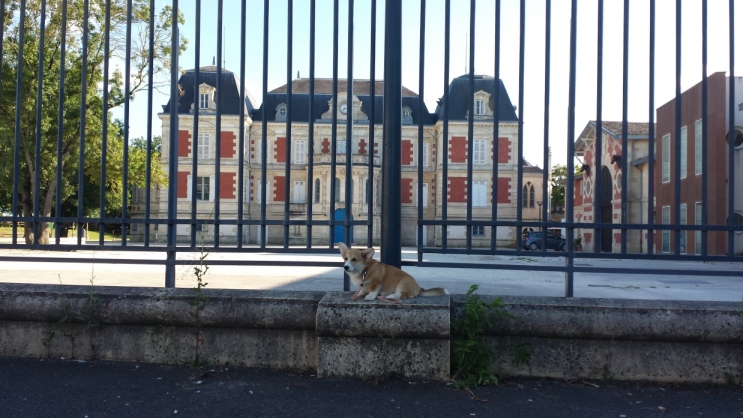 Iris, tant attendue petite femelle welsh corgi pembroke - Page 2 20130730_191521-3fee9d9