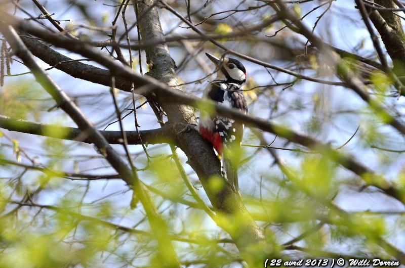 Pic épeiche dans les arbres de mon jardin ( 22 avril 2013 ) Dpp_-oiseaux--0002-3da09c0