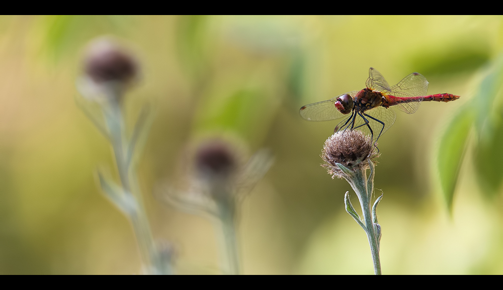 Rouge et d'autres couleurs _1300927-3fe366e