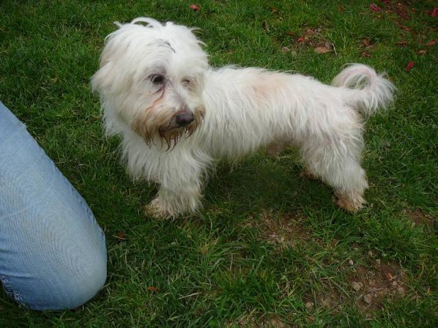 AZZARO COTON TULEAR MALE 8 ANS asso ADPK 35 Azzaro2-3db52fa