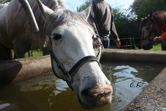 8 ans d'équitation..♥ - Page 7 Img_6817-copie-3e09454