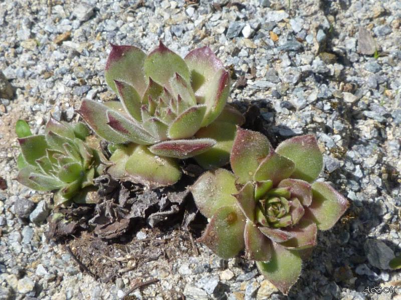 Ker Sempervivum - Page 11 P1310858-jardin-26-05-2013--3e82836