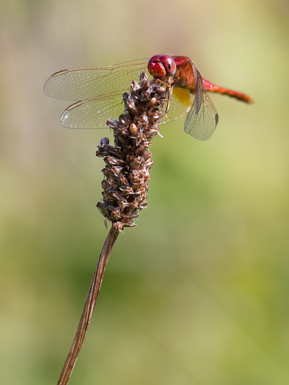 Petite rouge _1300497-3fcec41