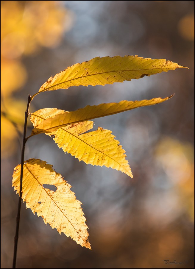 Feuilles .... et fruit ... Pb_570-42639eb