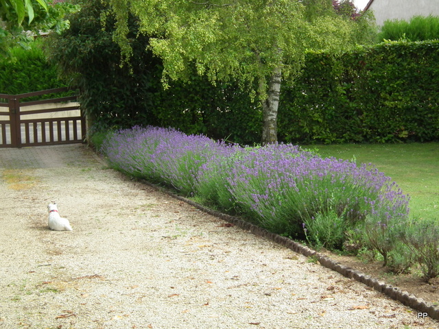 les photos de nos jardins. 05-07-2013-004-3f6914a