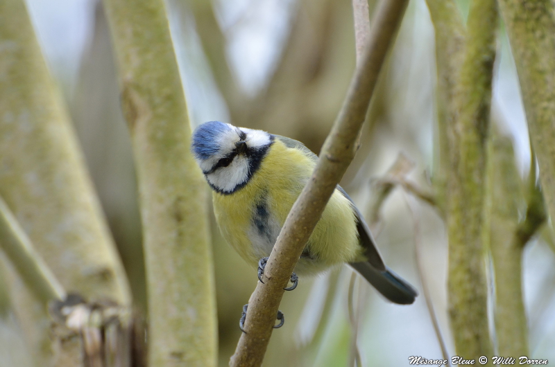 mésange bleue dans mon jardin n°2 Dpp_-bleue--0002-435c828