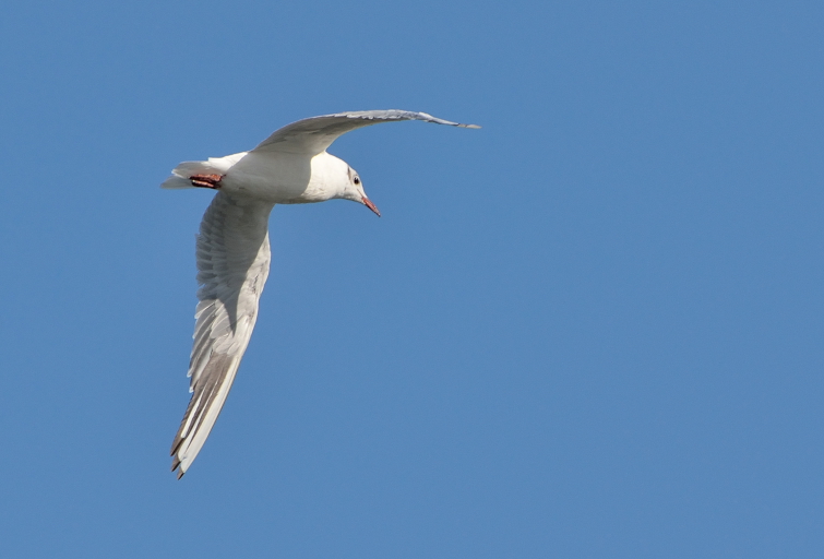 les mouettes ( 4 aout 2013 ) Dpp_-mouette--0002-40086c5