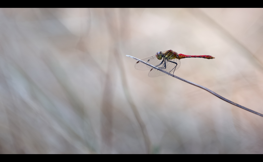 Petite rouge _1300517-3fcec4b