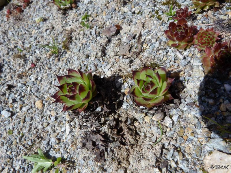 Ker Sempervivum - Page 12 P1310875-jardin-26-05-2013--3e99c59