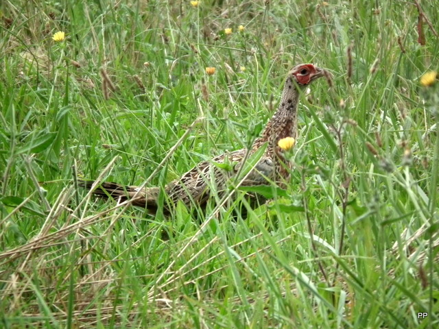 Ma chasse . - Page 10 11-09-2013-010-40cf4eb