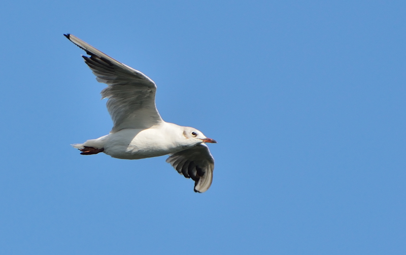 les mouettes ( 4 aout 2013 ) Dpp_-mouette--0005-4008731