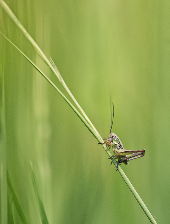 POTD Lumix du 20.06.13 _1250876-3f13445