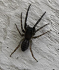 Les arachnides (araignées, scorpions et acariens)