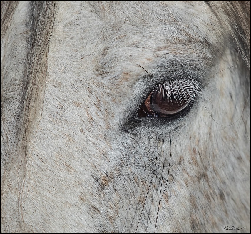 Le Regard ... + Ajout en B&W. Pb_624-42c7f07