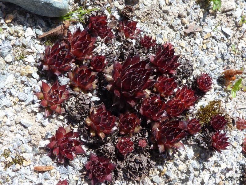 Ker Sempervivum - Page 12 P1310878-jardin-26-05-2013--3e99cdb