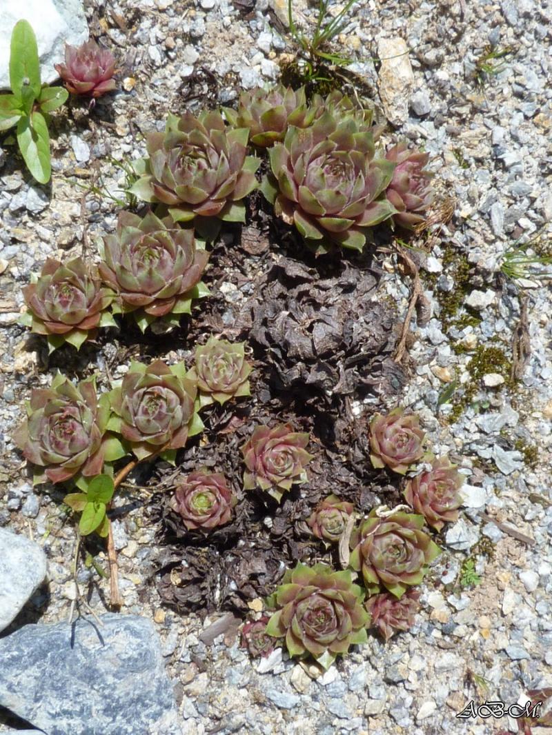 Ker Sempervivum - Page 12 P1310871-jardin-26-05-2013--3e99ba7