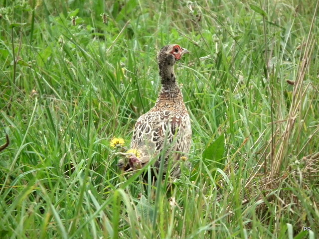 Ma chasse . - Page 10 11-09-2013-008-40cf4e3