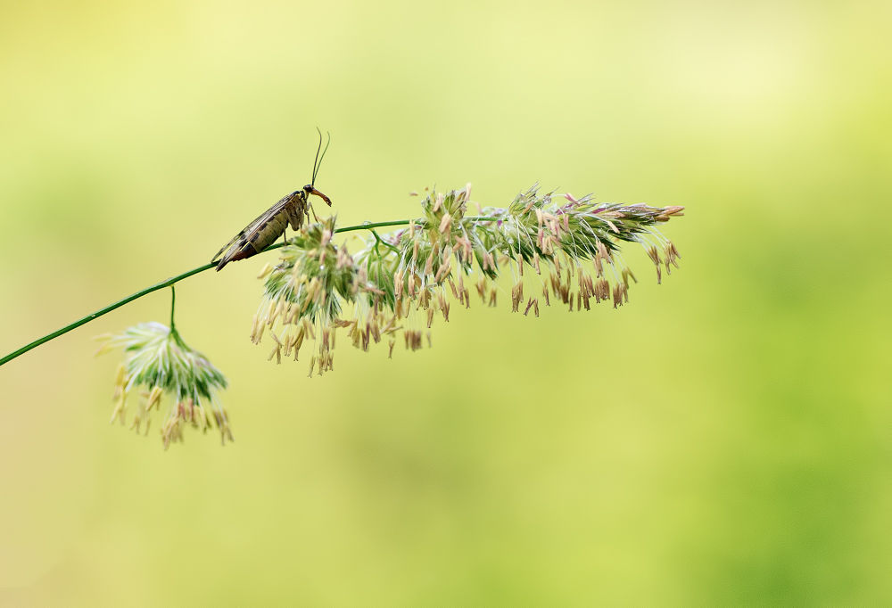 Mon truc en plumes _1250130-3f33cb6