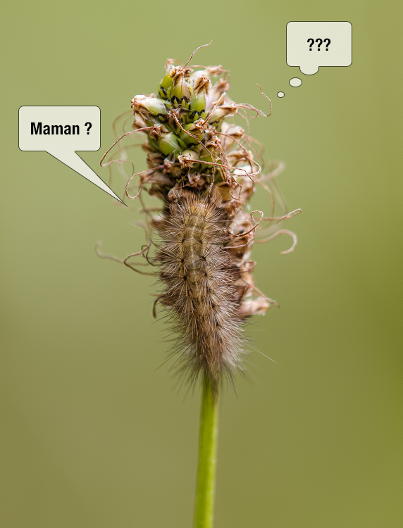 Maman ? _1280497-3f6bbd1