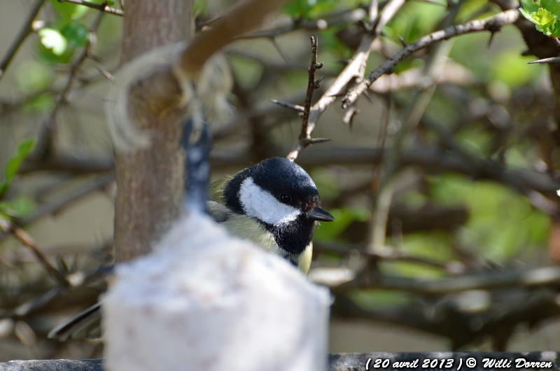 dans mon jardin ( 20 avril 2013 ) Dpp_-oiseaux--0004-3d91db7