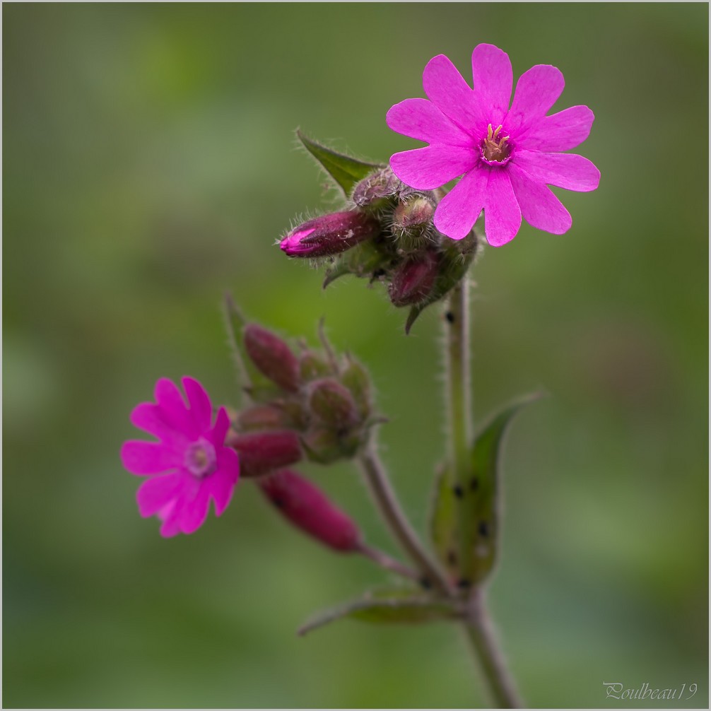 Carré Vert, fleur rose  - EM-5  Pb_1327.1-3da5609