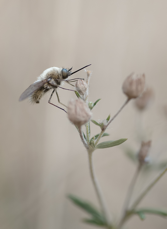 POTD Lumix du 30.07.2013 _1320180-3fe36ad