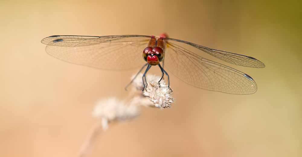 Petite rouge _1300545-3fcec55