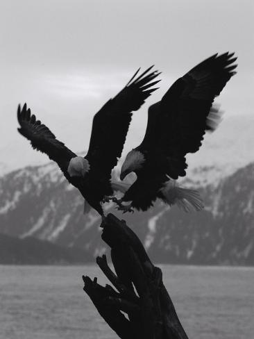 SANCTUARY / retreat - Page 14 Norbert-rosing-two-bald-eagles-fight-each-other-for-food