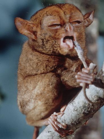 Meet your Game of Thrones characters! - Page 2 Larry-burrows-tarsier-found-on-several-islands-in-southeast-asia-eating-a-gecko