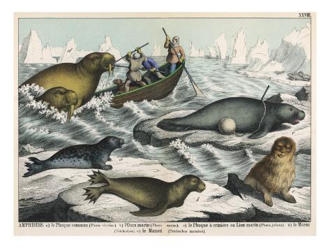  بقرة البحر  Five-types-of-sea-creature-harbour-seal-fur-seal-sea-lion-walrus-and-sea-cow