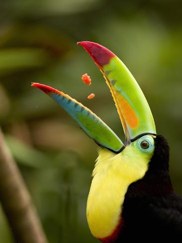 طائر الطوقان Gregory-basco-keel-billed-toucan-swallowing-pieces-of-fruit-in-its-open-mouth-ramphastos-sulfuratus-costa-rica