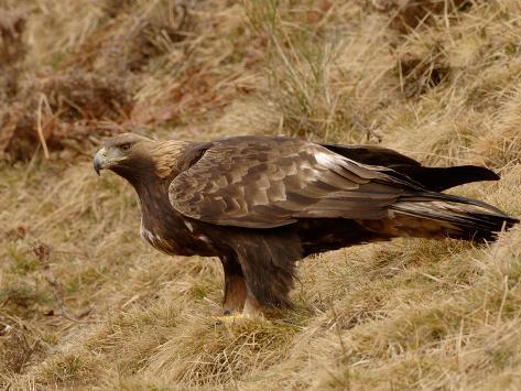 Nex Dave-watts-golden-eagle-aquila-chrysaetos-pyrenees-france