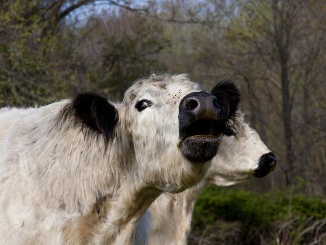 30 days! Lynn-m-stone-white-galloway-cow-mooing