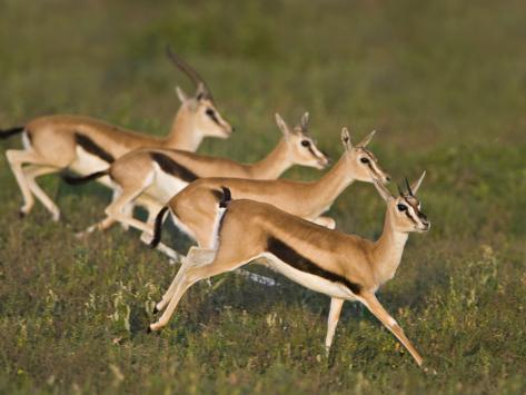 الغزال سر جمال الطبيعة  Thomson-s-gazelle-eudorcas-thomsonii-running-on-the-grass-tanzania