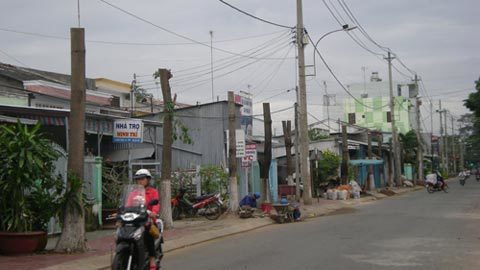 Trà Vinh trảm hàng loạt cây hoa sữa  20110729090714_hoasua