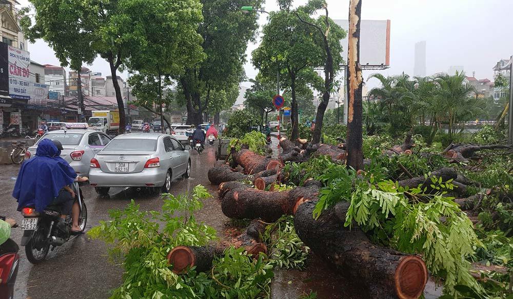 Cập nhật cơn bão số 1 tình hình thiệt hại và ảnh hưởng của bão 20160728114428-cay-do1